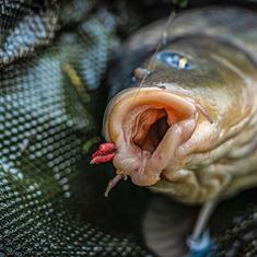 PROMIX METHOD PELLET BOX ŐSZI